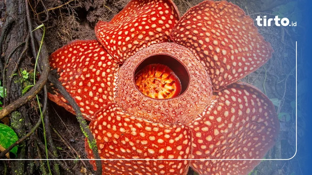 Kontroversi Penemuan Rafflesia Hasseltii: Peran Peneliti Indonesia Terabaikan?