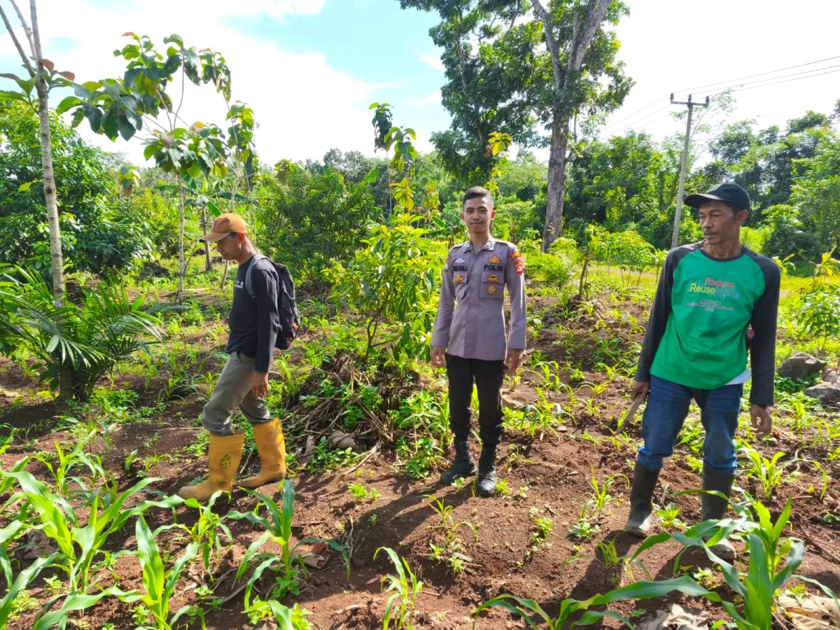Polsek Cigeulis Pantau Penanaman Jagung untuk Dukung Ketahanan Pangan