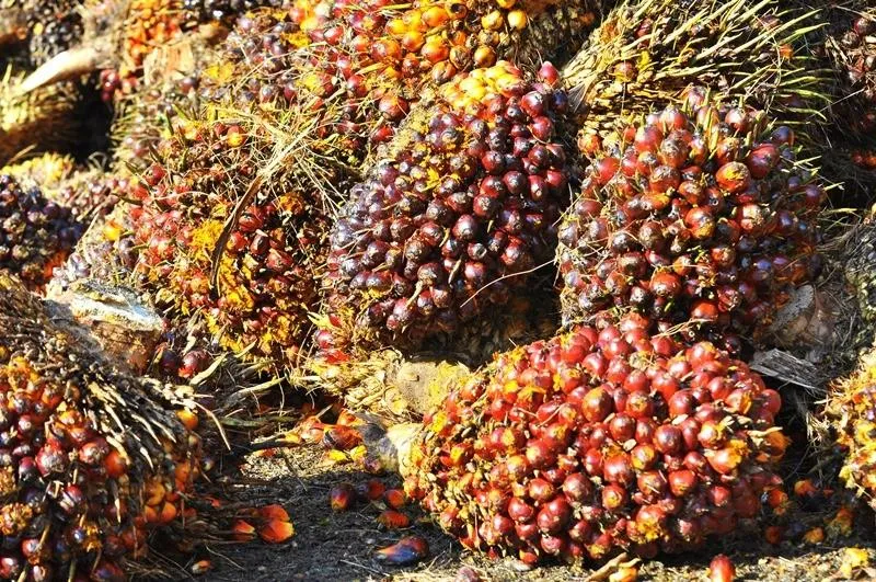 Indonesia Desak Uni Eropa Laksanakan Putusan WTO Terkait Minyak Sawit