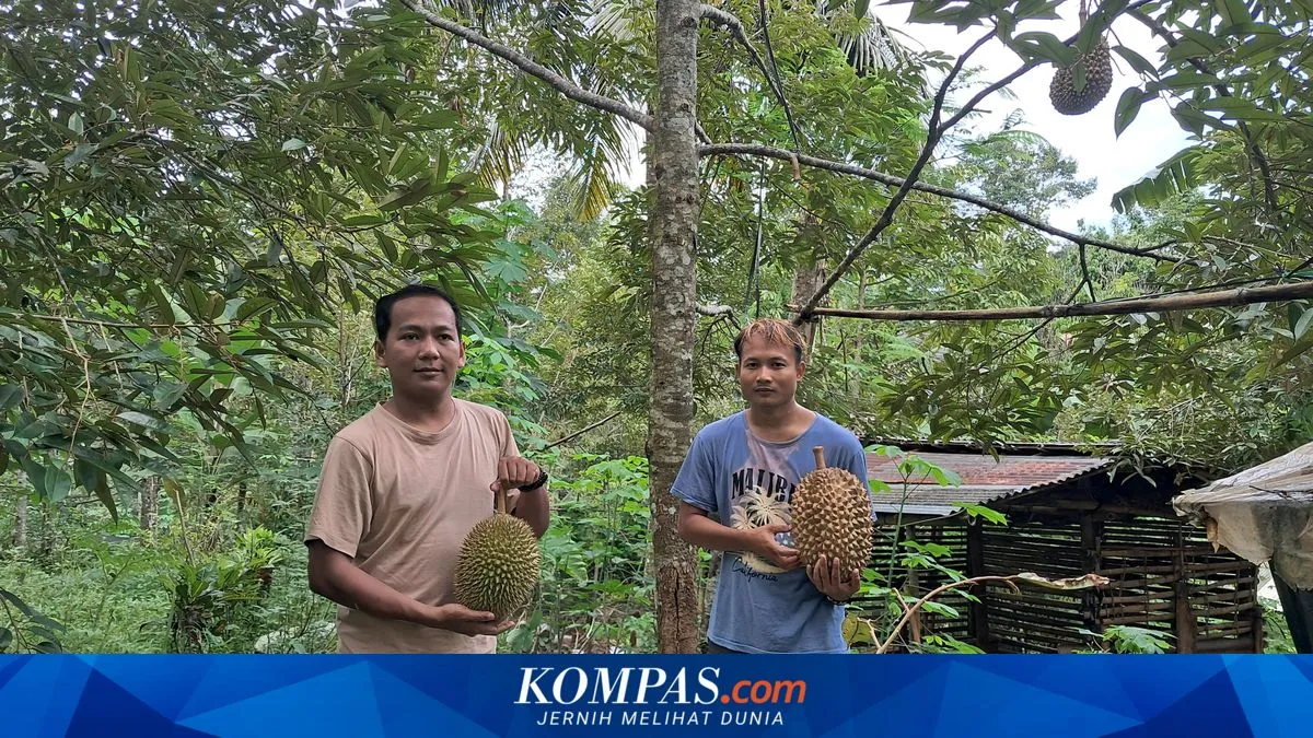 Pengalaman Menikmati Durian Segar di Sentra Kemranjen Banyumas