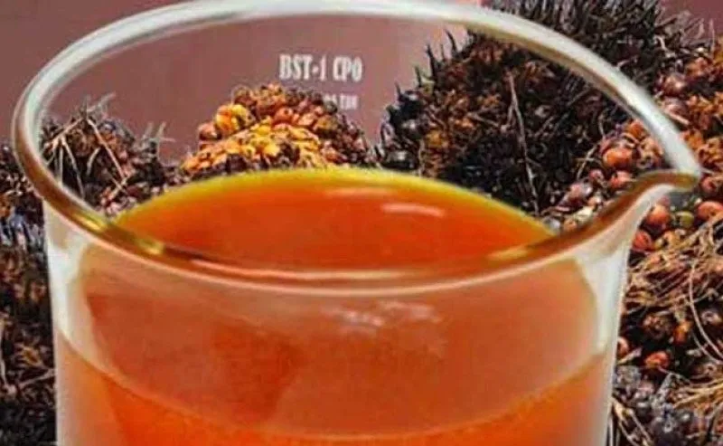 Harga CPO Bursa Malaysia Turun Dipicu Soyoil dan Kekhawatiran Pasokan