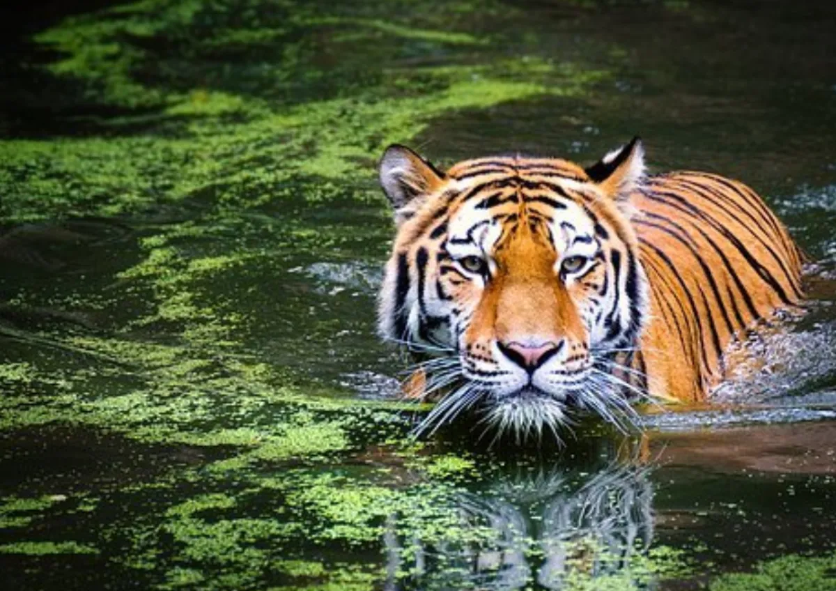 Pemuda Jambi Tewas Diterkam Harimau saat Mencari Sinyal Ponsel