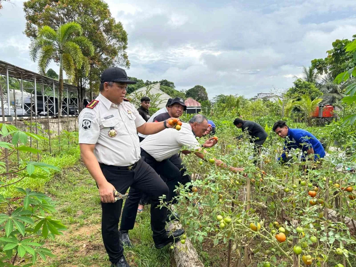 Lapas Narkotika Samarinda Panen Tomat Dukung Ketahanan Pangan