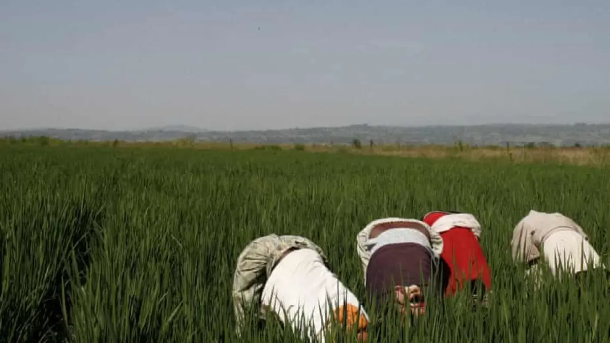 Dominasi Big Tech dalam Pertanian Digital dan Ancaman bagi Petani Lokal