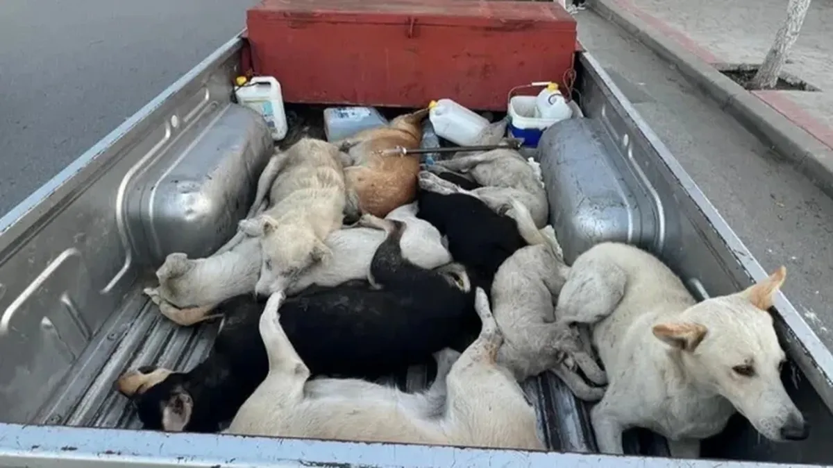 Maroko Bantah Tuduhan Pembantaian Anjing Liar Jelang Piala Dunia 2030
