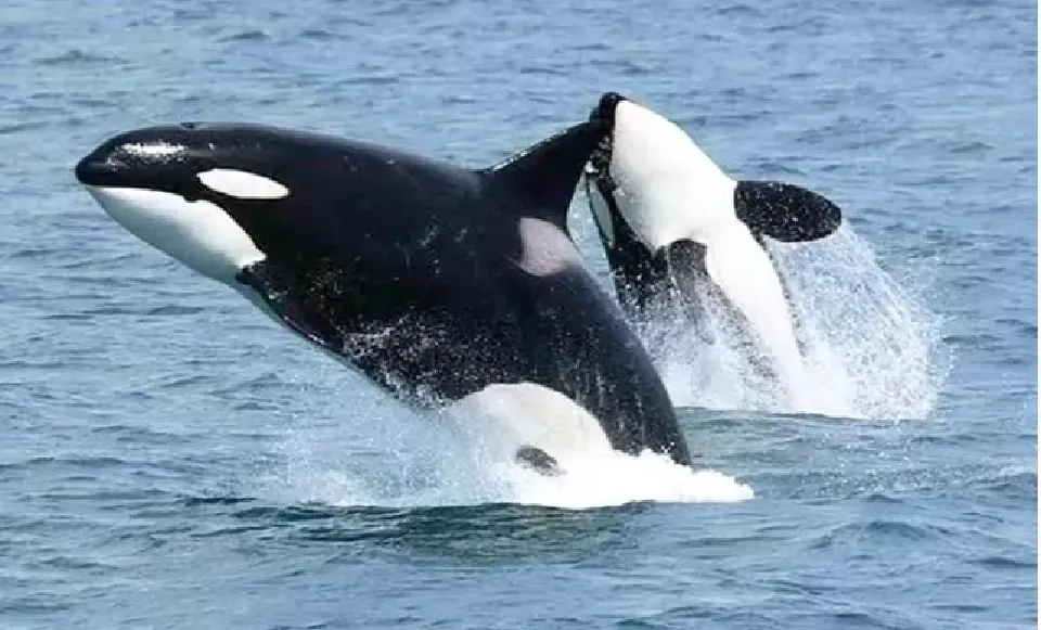 Kemunculan Paus Orca di Maratua Tanda Jalur Migrasi Satwa Laut Besar