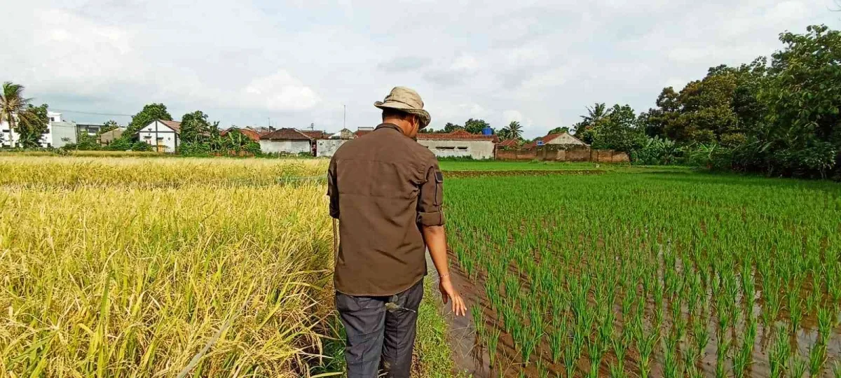 Kesenjangan Digital: Tantangan Akses Internet di Daerah Terpencil