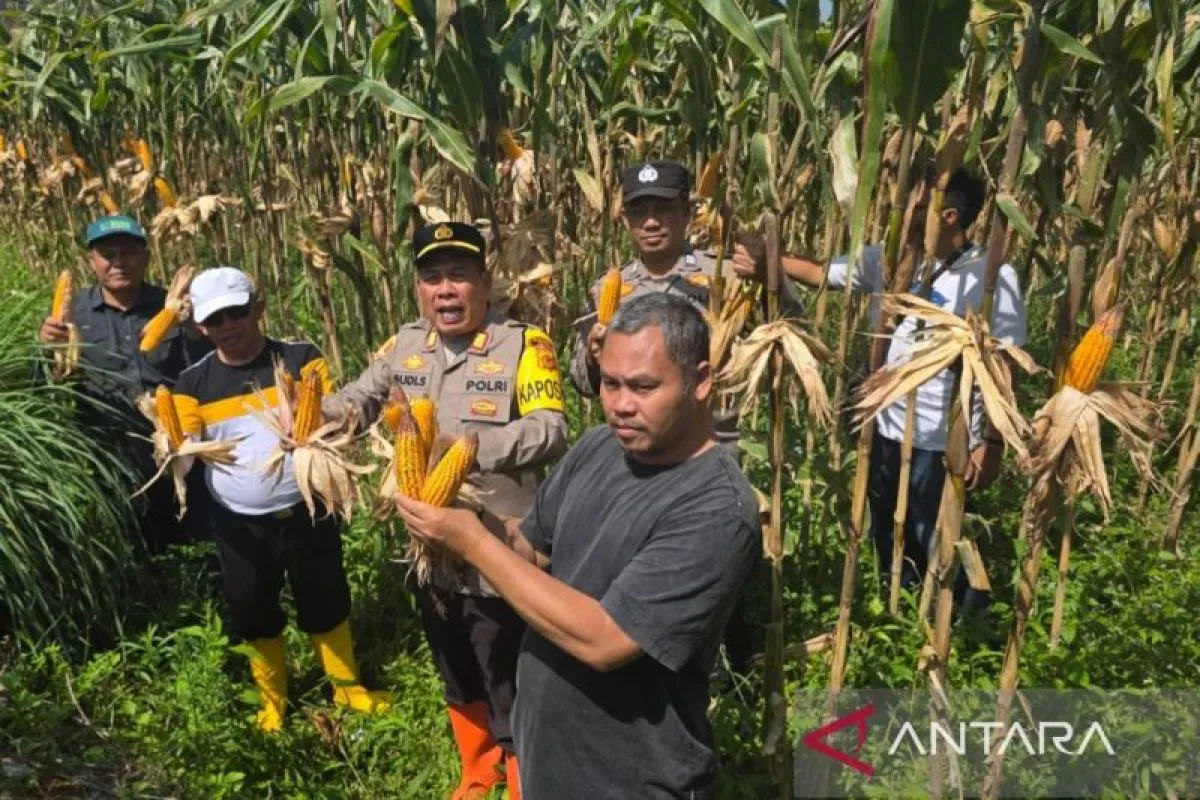 Polsek Cisarua Dukung Ketahanan Pangan dengan Panen Jagung