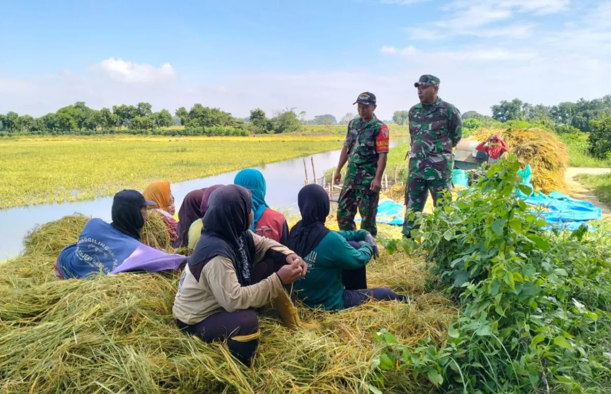 Babinsa Dampingi Petani Pasca Panen untuk Tingkatkan Produktivitas Pertanian