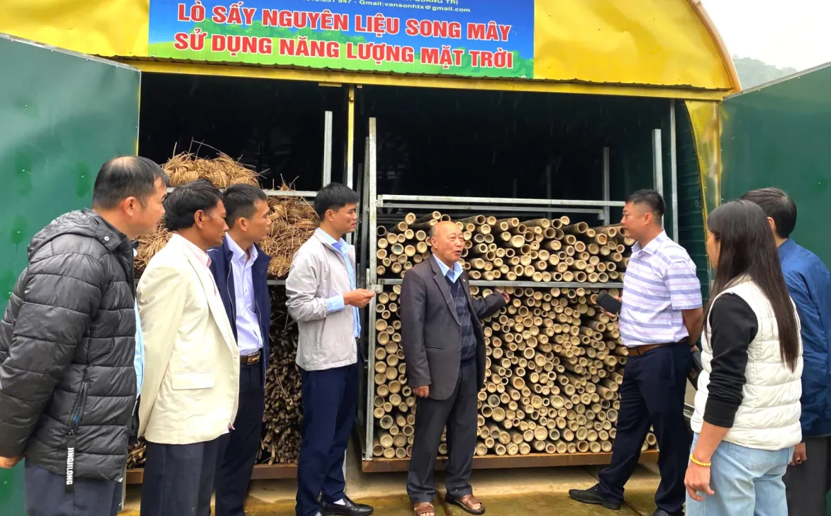 Inovasi Pengeringan Rotan Bertenaga Surya Tingkatkan Efisiensi Koperasi