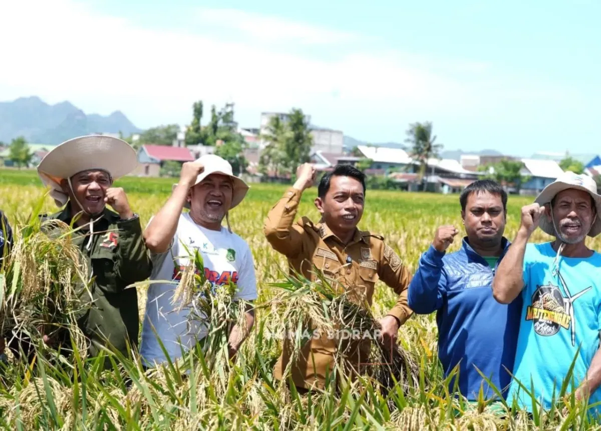 Panen Raya Padi di Sidrap Capai 10 Ton per Hektare Selama Ramadan