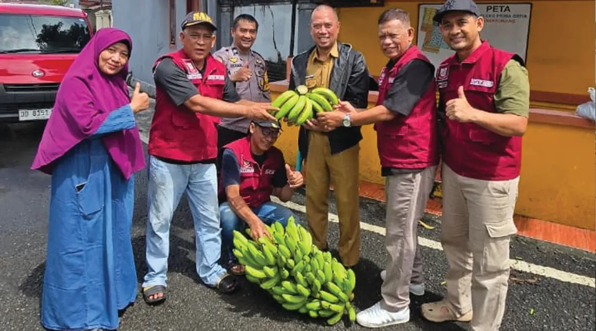 Urban Farming Bitowa: Panen Pisang Cavendish Perkuat Ketahanan Pangan Makassar