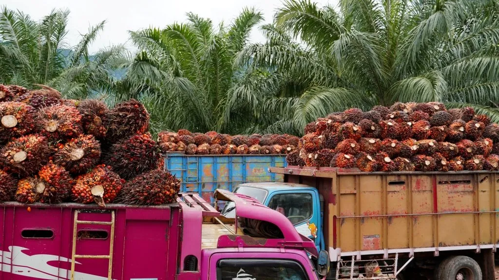 Indonesia Desak UE Patuh Terhadap Putusan WTO Soal Sawit