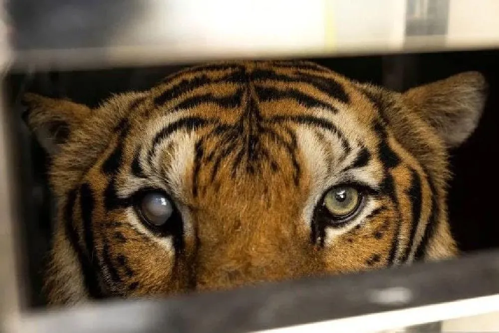 Investigasi Dijalankan Setelah 70 Harimau Mati Misterius di Thailand
