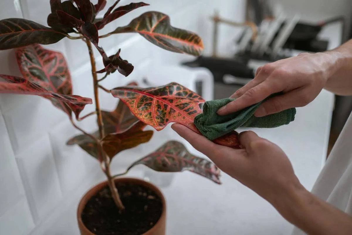 Plant Parenting: Merawat Tanaman Sebagai Bentuk Koneksi Emosional