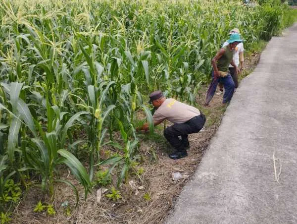 Bhabinkamtibmas Desa Jumpai Dukung Ketahanan Pangan melalui Sambang Lahan Jagung