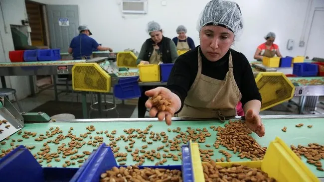 Konsumsi Kacang Rutin Turunkan Risiko Kematian Akibat Penyakit Jantung