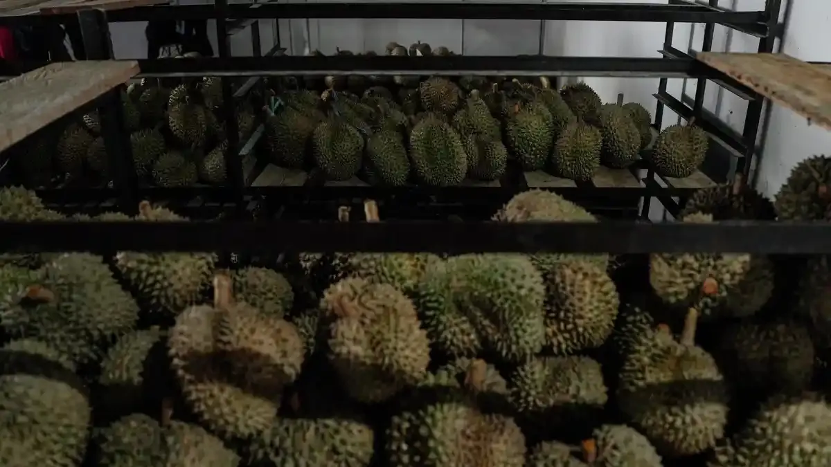 Ekspor 27 Ton Durian Beku ke Tiongkok Perkuat Perekonomian Parigi Moutong