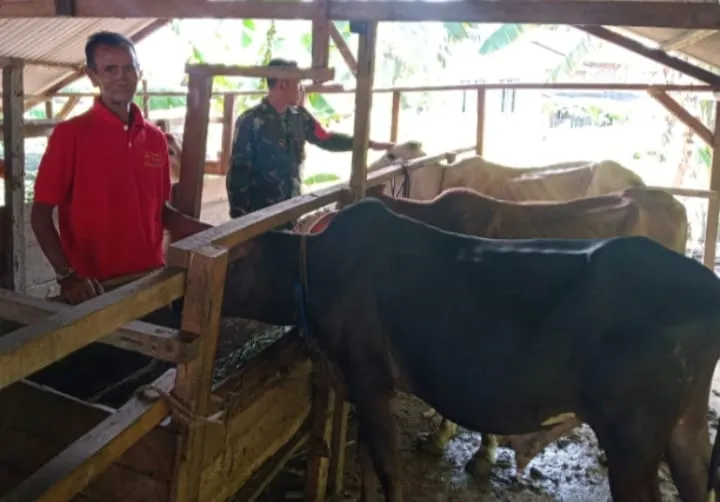 Babinsa Pantau Kesehatan Sapi untuk Cegah PMK di Desa Insit