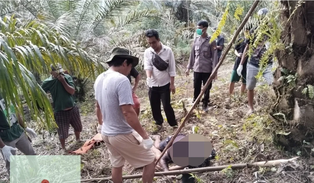 Identitas Mayat Ditemukan di Kebun Sawit Desa Paloan Terungkap