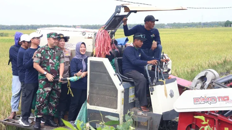 Panen Padi Gamagora 7 Tingkatkan Ketahanan Pangan Bojonegoro