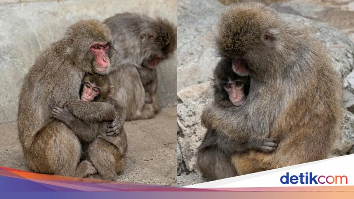 Kisah Mengharukan Punch, Monyet Bayi yang Kini Memiliki Teman di Kebun Binatang Ichikawa