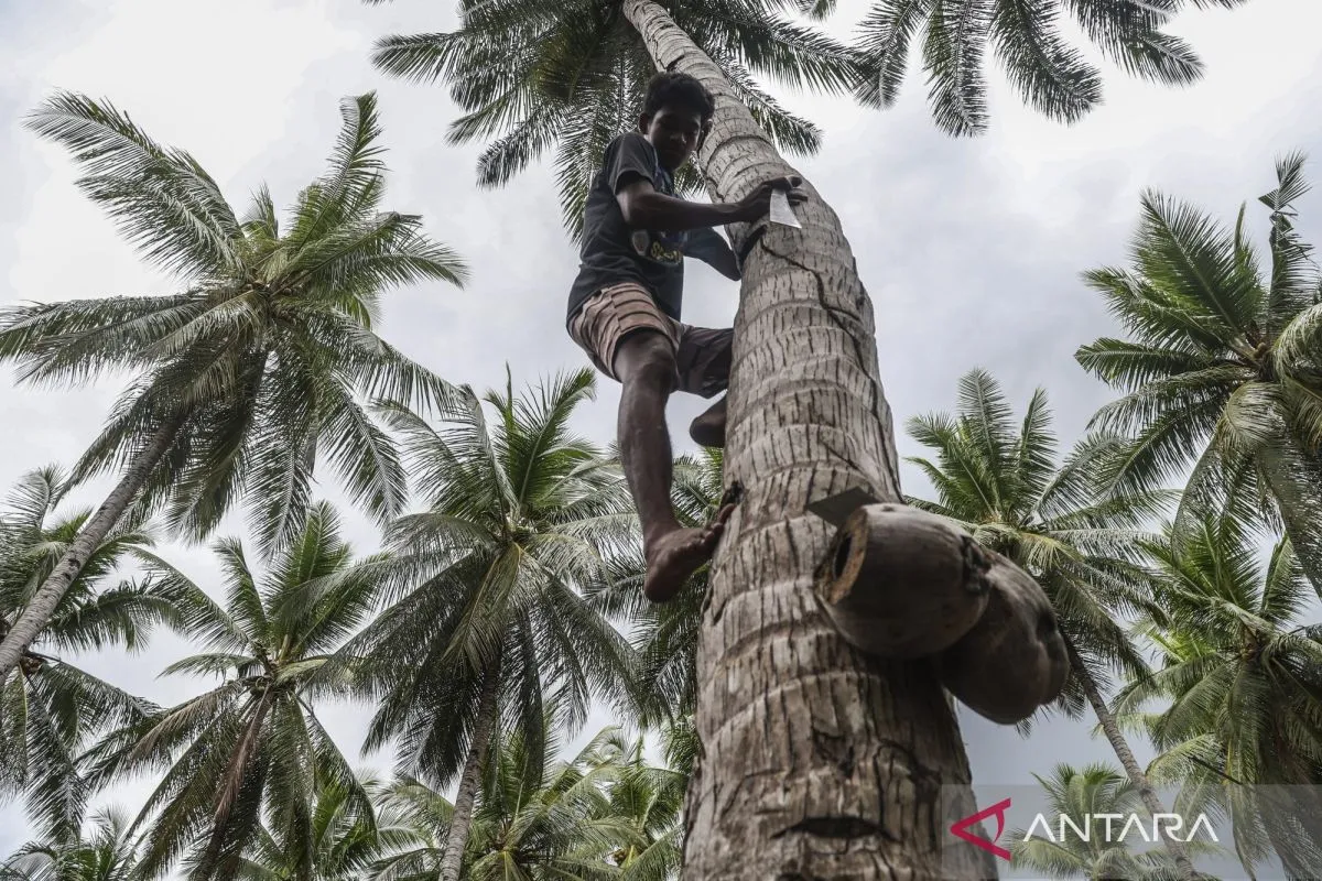 Transformasi Ekonomi Sirkular Kelapa Rakyat di Desa Pesisir