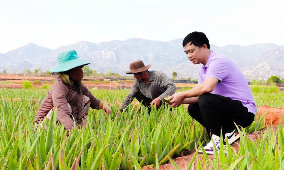Transformasi Daun Lidah Buaya Jadi Harapan Baru Petani Ninh Thuan
