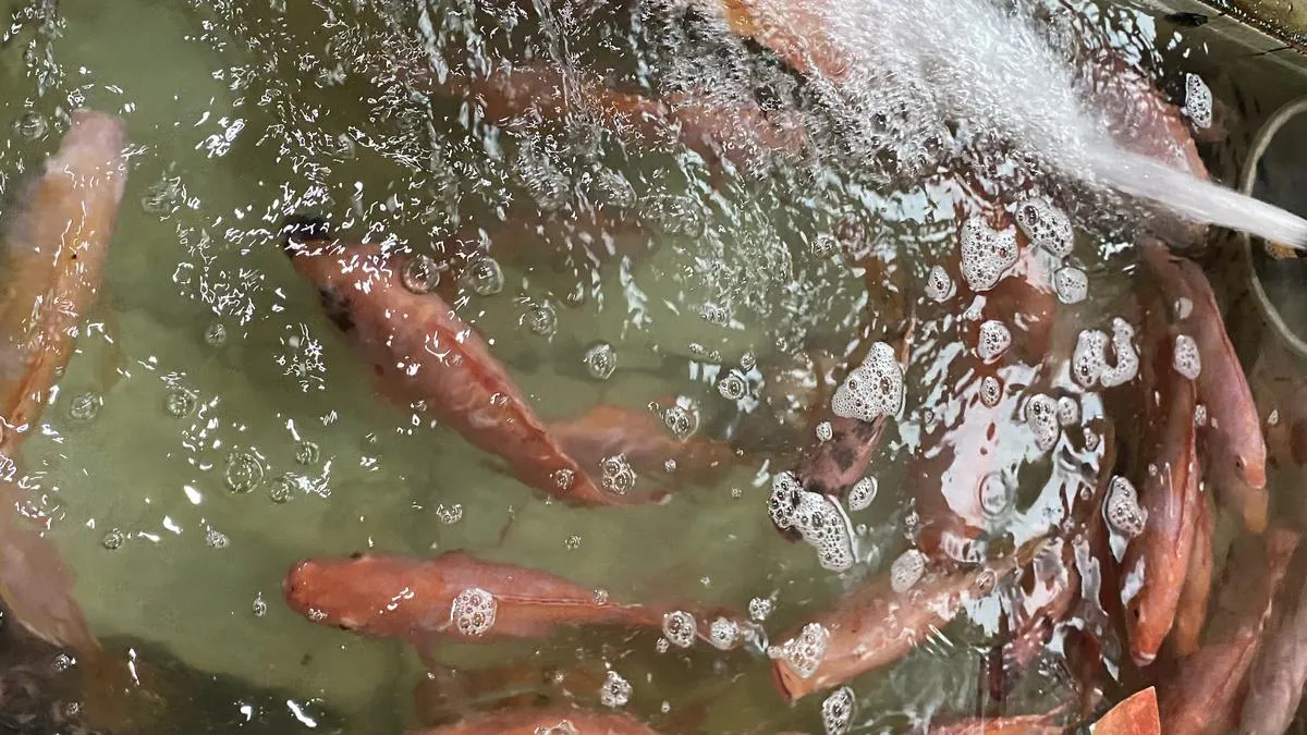 Fakta Seputar Bantuan Ikan dari Pemerintah
