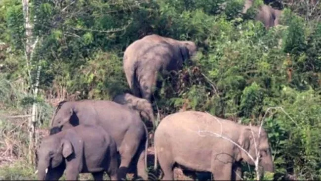 Petani di Bener Meriah Tewas Diterjang Kawanan Gajah Liar