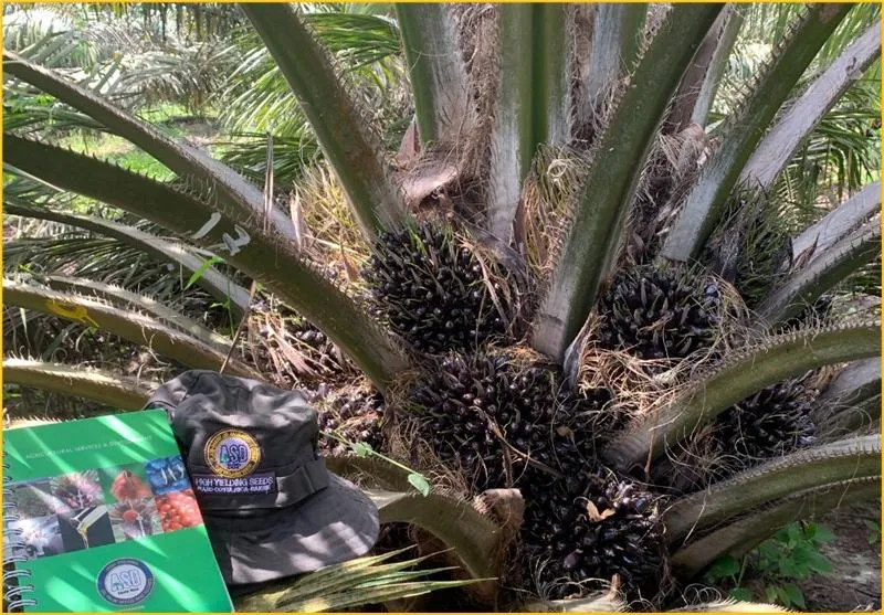 Bakrie Sawit Unggul Tingkatkan Produktivitas Bibit Sawit hingga 40 Ton/Ha