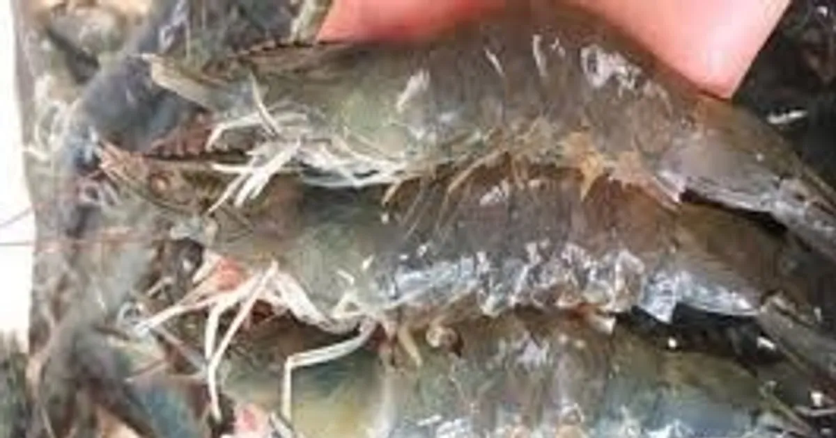 Ekspor Udang India Diprediksi Capai 5,66 Miliar Dolar AS pada 2025