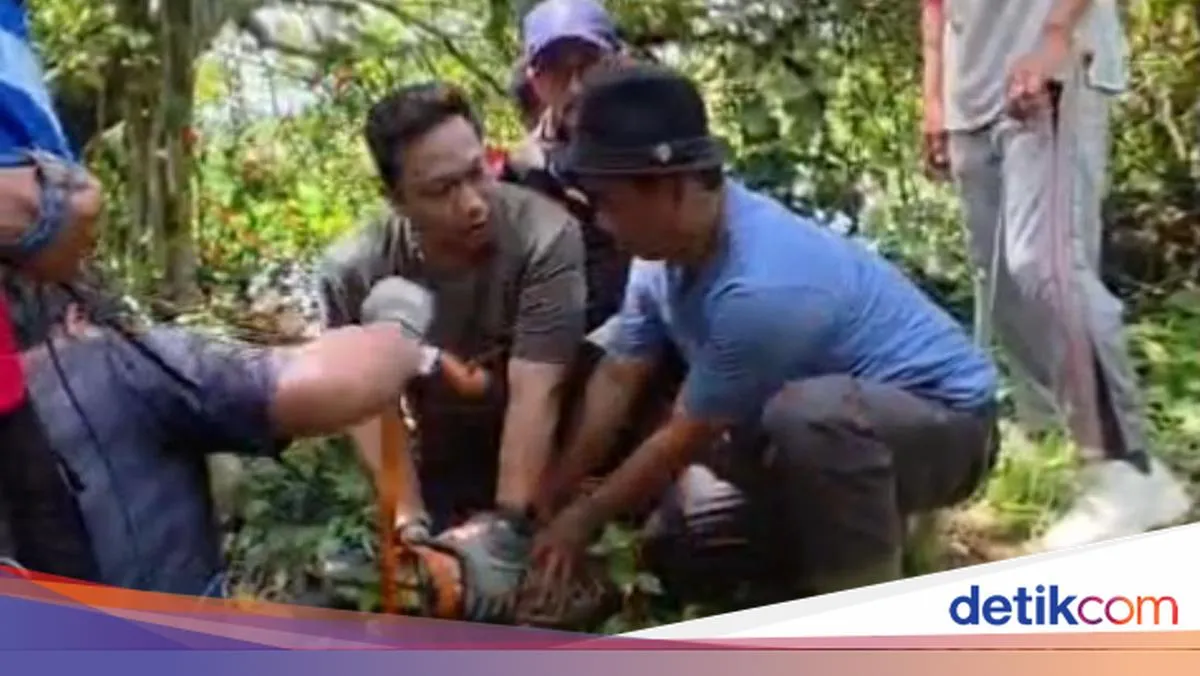 Buaya Serang Warga di Kubu Raya, Korban Dilarikan ke Rumah Sakit