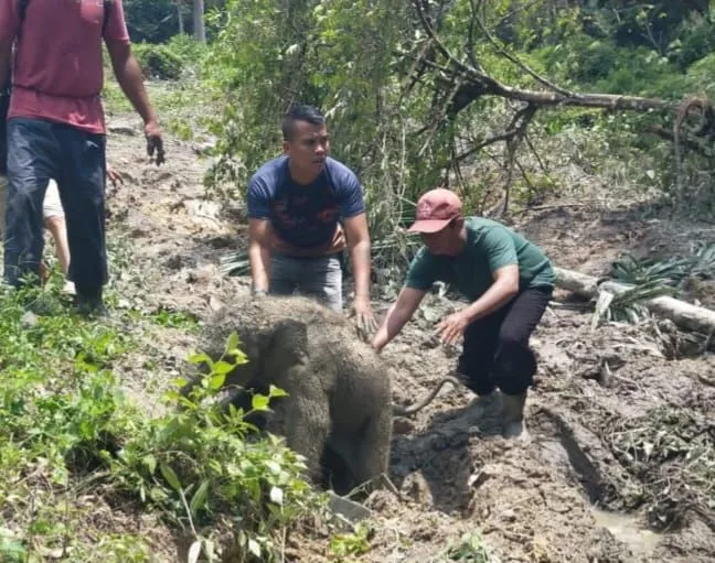 Induk Gajah Sumatra Tunjukkan Rasa Terima Kasih Usai Evakuasi Anak di Siak
