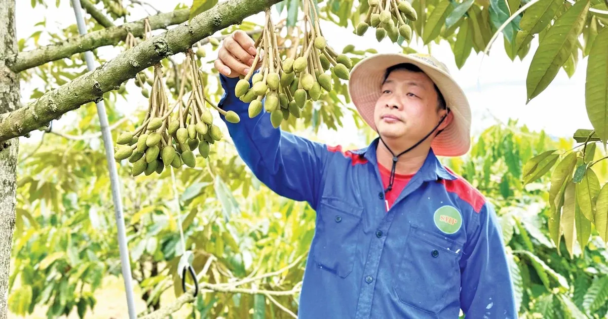 Gia Lai Tingkatkan Standar Produksi Durian untuk Ekspor yang Berkelanjutan