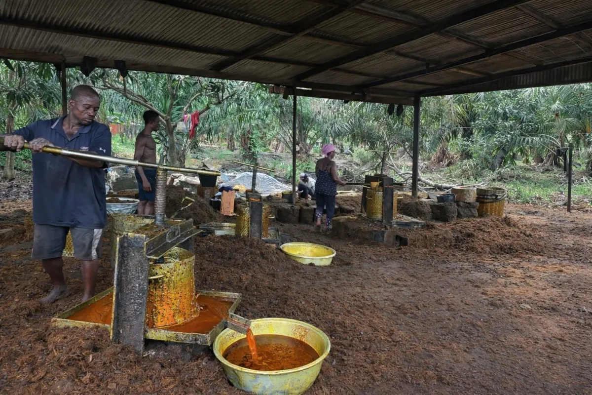 APKASINDO Temukan Tantangan Produktivitas di Perkebunan Sawit Ghana