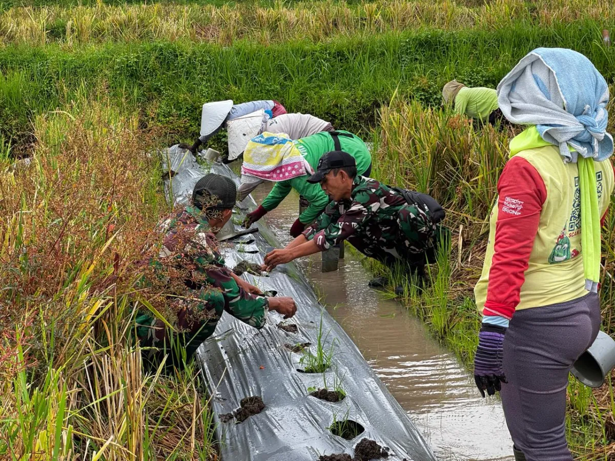 TMMD 127 Dorong Petani Tembles Maksimalkan Potensi Semangka