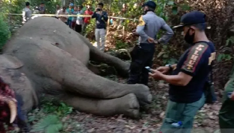 Polda Riau Umumkan Hasil Penyidikan Kasus Pembunuhan Gajah Pekan Depan