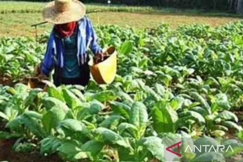 Petani Tembakau Minta Regulasi Lindungi Karakteristik Lokal