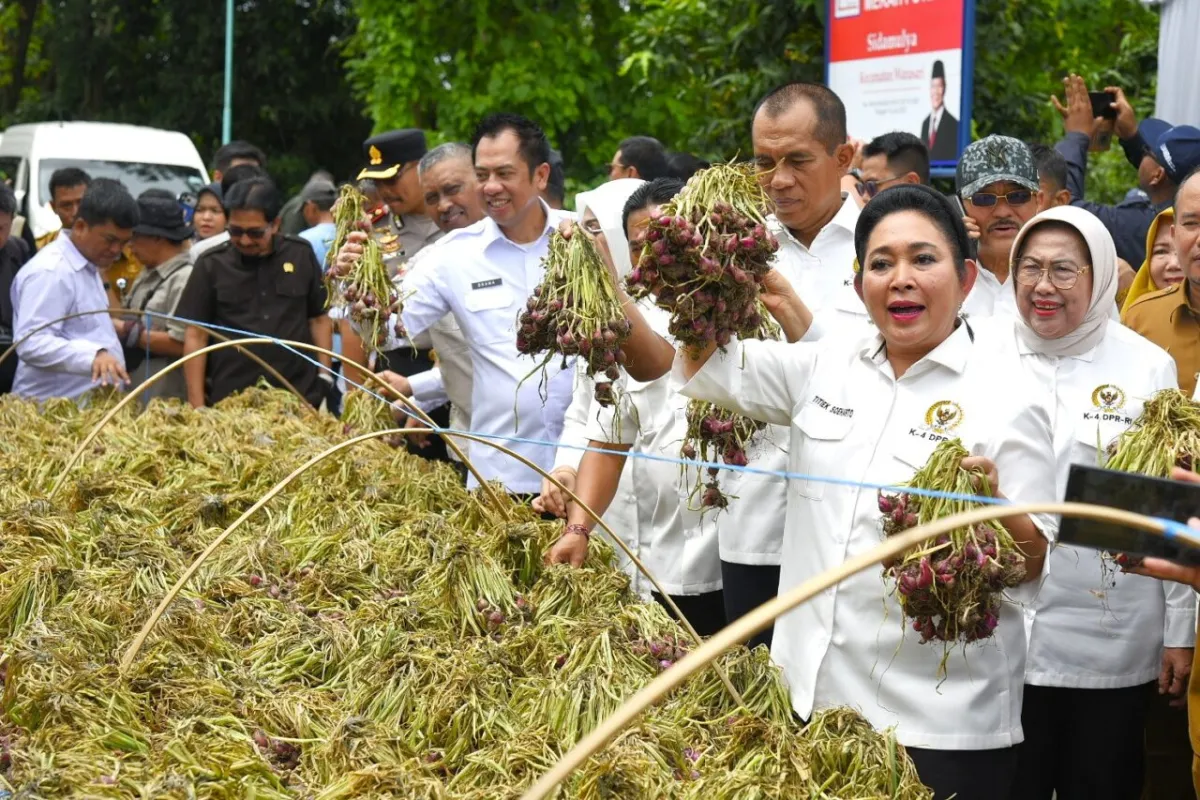 Bawang Merah Brebes Sukses Tembus Pasar Ekspor Internasional
