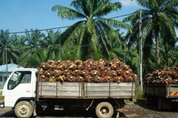 Indonesia Kuasai 58 Persen Pasokan Sawit Dunia dengan Produksi 46 Juta Ton