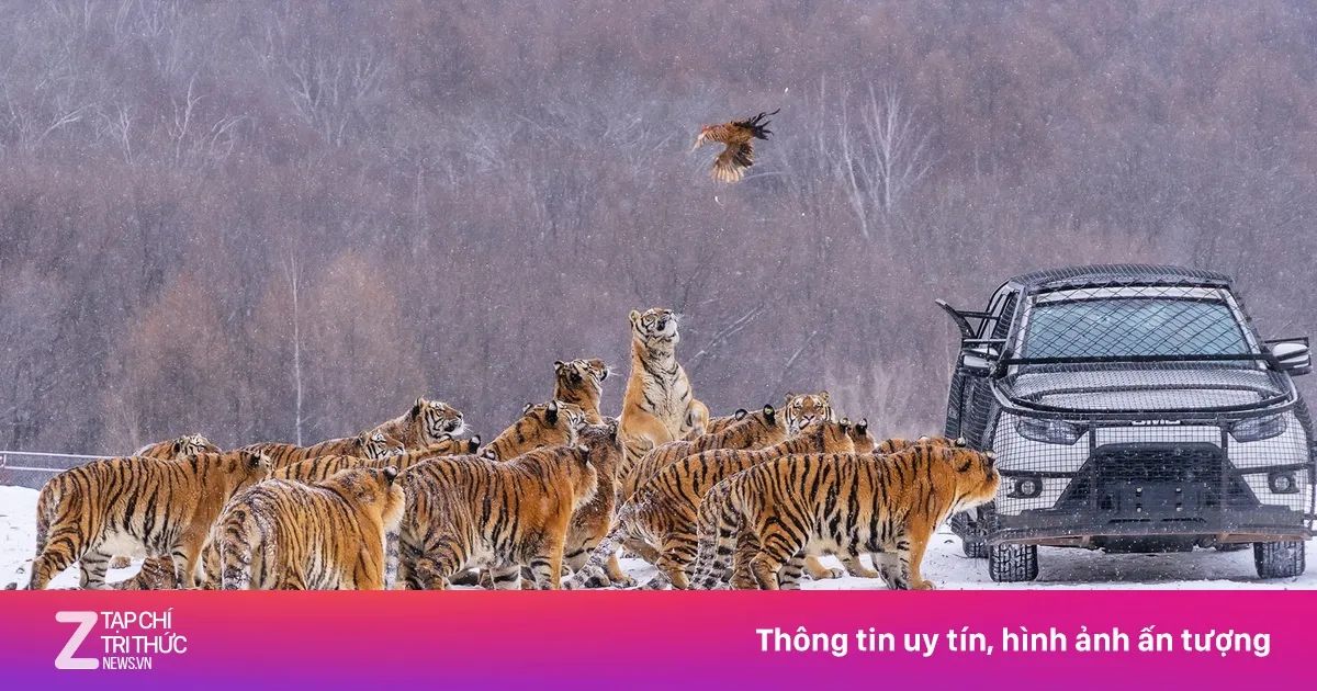 Harimau Cina Jalani Diet Setelah Pemberian Makan Berlebihan Saat Imlek