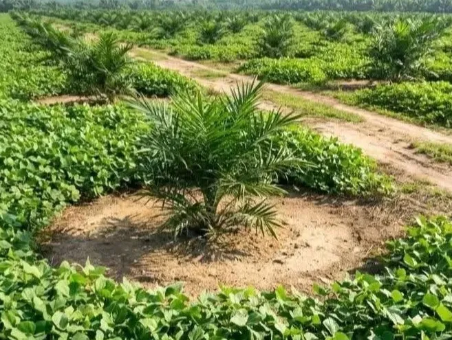 Pendekatan Vertical Soil Health untuk Atasi Ganoderma dan Tingkatkan Produktivitas Sawit