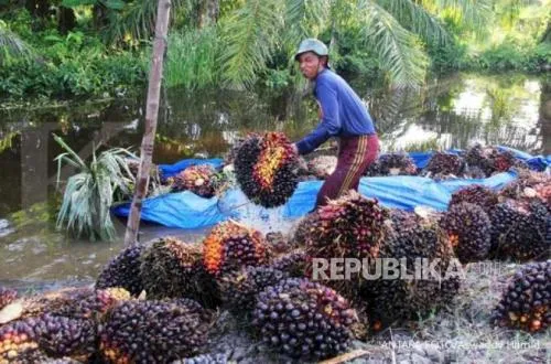 UMKM Didorong Berpartisipasi dalam Hilirisasi Kelapa Sawit