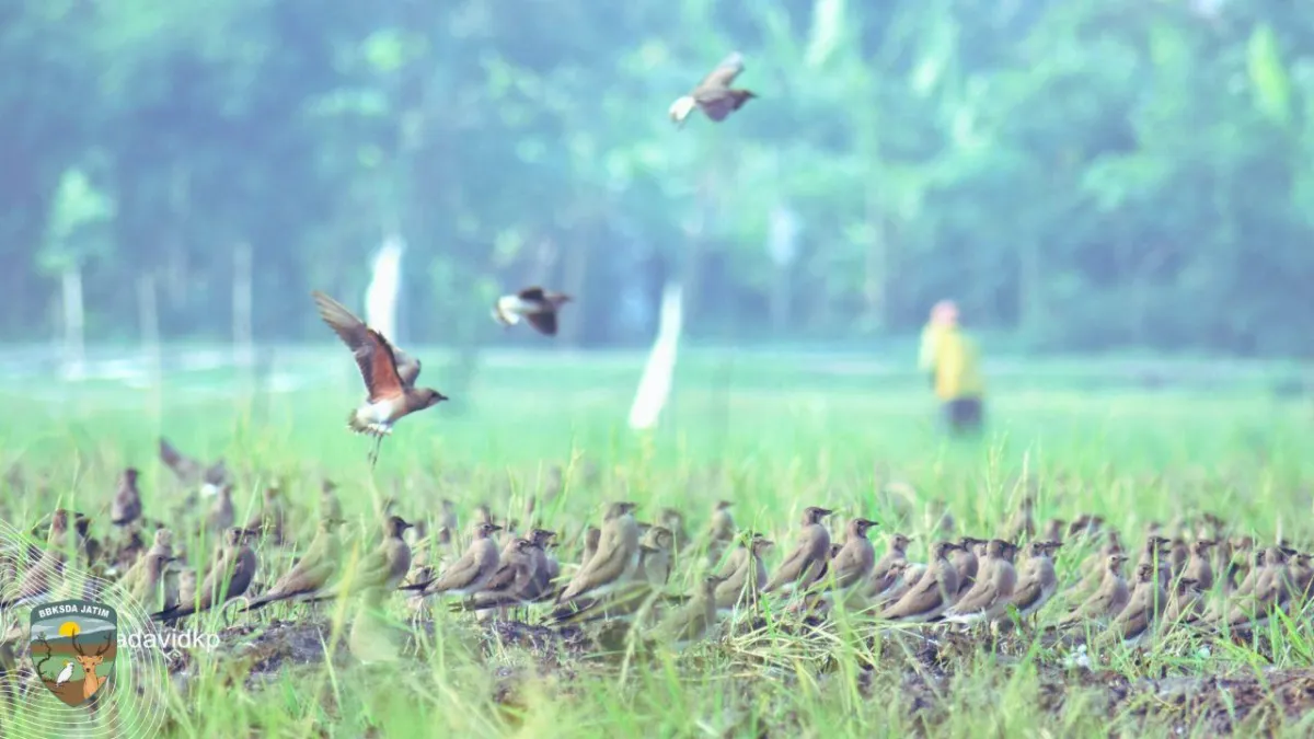 Ribuan Burung Migran Asal Rusia Singgah di Persawahan Kediri