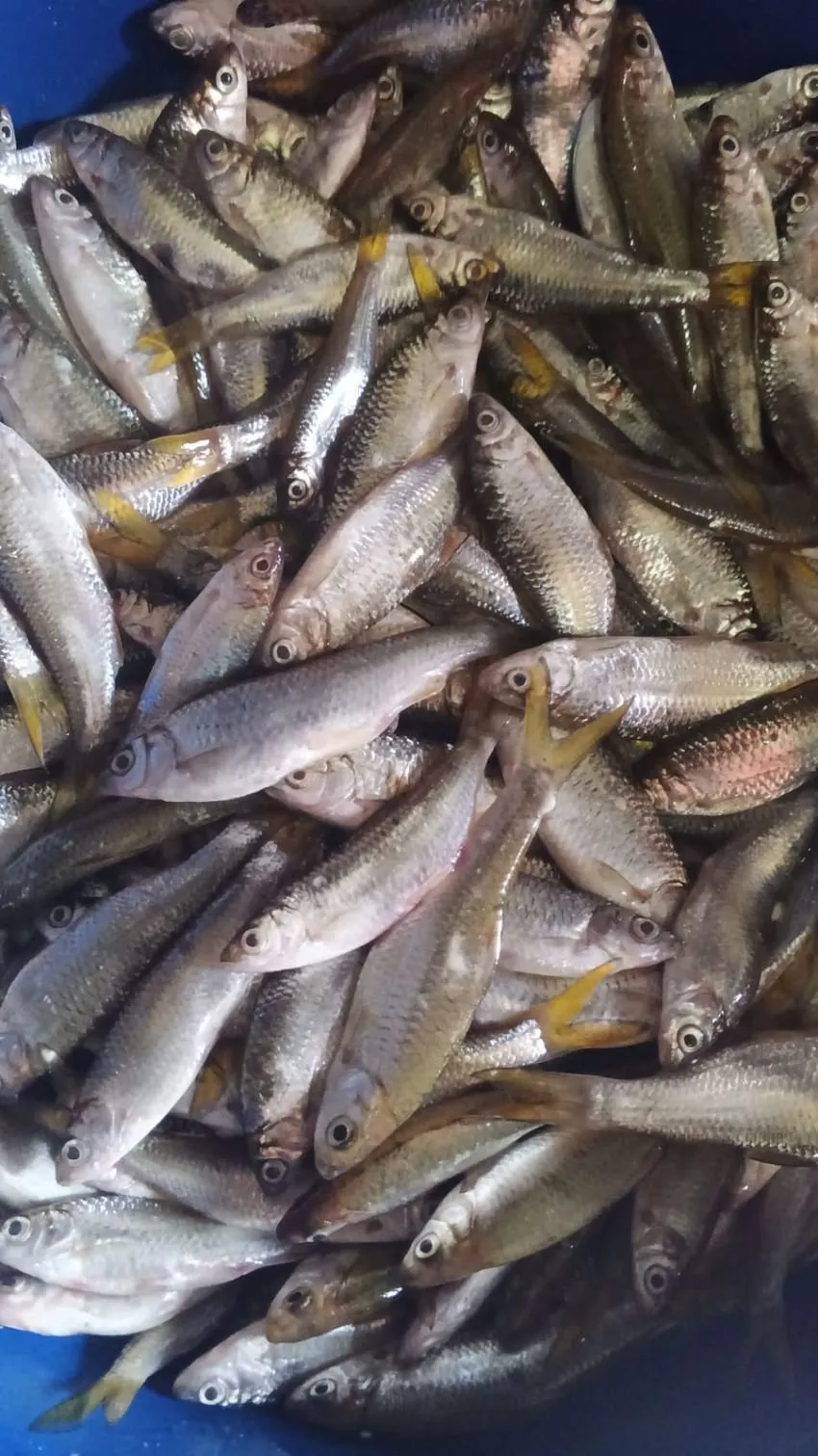 DPRD Sumut Desak Larangan Penangkapan Ikan Kecil di Danau Toba