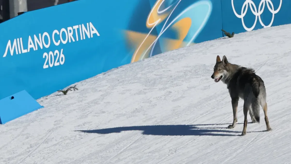 Wolfdog Nazgul Mencuri Perhatian di Kualifikasi Olimpiade Musim Dingin 2026