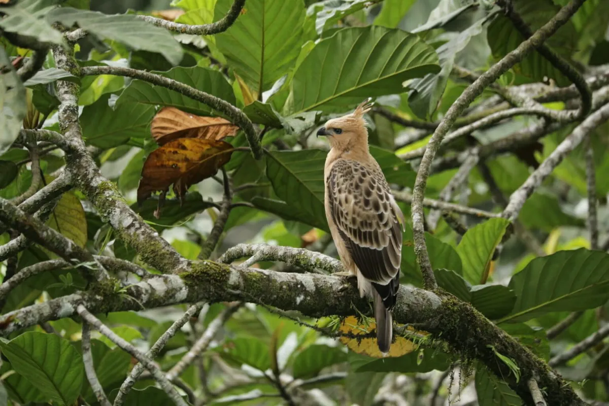 Konservasi Raptor: Ancaman Ilegal dan Upaya Perlindungan di Indonesia