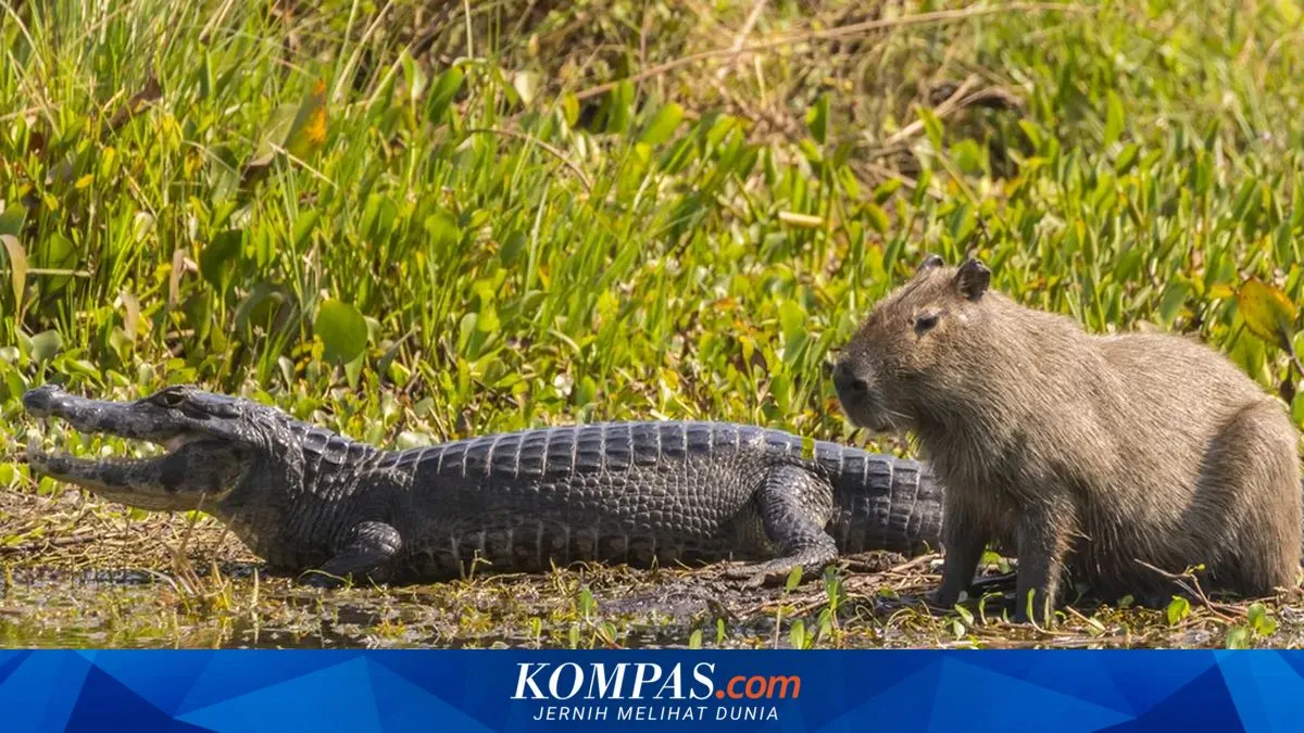 Buaya Raksasa Meninggal dengan Sampah di Perut, Kenapa Tak Makan Kapibara?