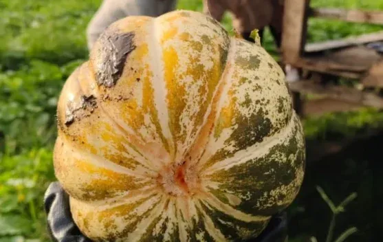 Harga Blewah Naik di Awal Ramadhan, Petani Untung